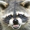 City Warned of Rabid Raccoons in Central Park